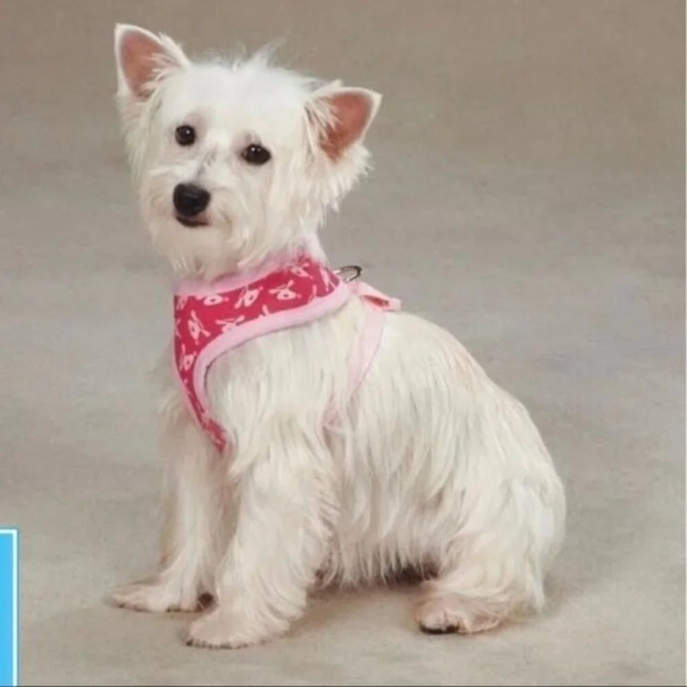 Dog Is Good Bolo Harness Size Medium NEW